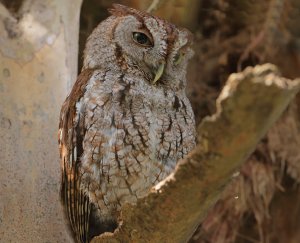 Eastern Screech Owl, Red