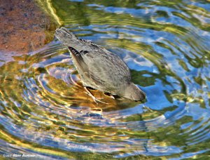 American Dipper hunting