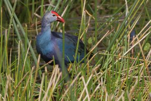 Grey-headed Swamphen