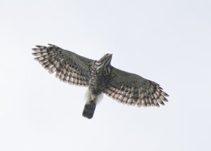 Crested Goshawk