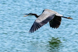 Blue Heron flying low on Colorado River