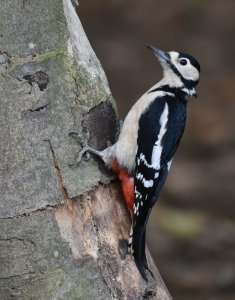 Great spotted woodpecker