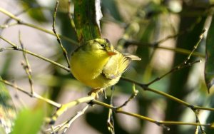 Sulphur breasted warbler