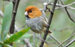 Short-tailed parrotbill