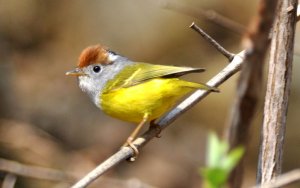 Chestnut crowned warbler