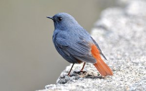 Plumbeous water redstart