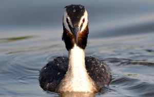 Great crested grebe