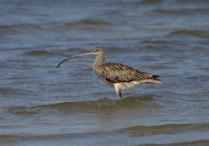 Eastern Curlew