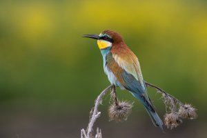 European Bee-eater