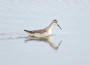 Wilson's Phalarope