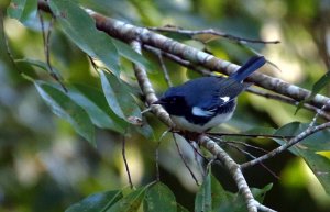 Black-throated Blue Warbler Male