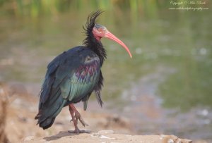 Northern Bald Ibis