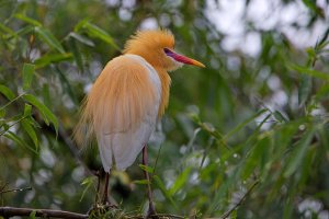 Bubulcus ibis