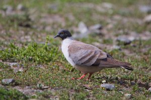 Columba leuconota