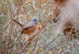 Tristram's Warbler