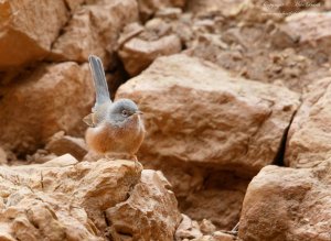 Tristram's Warbler