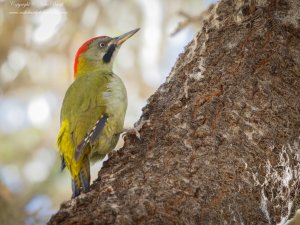 Levaillant's Woodpecker