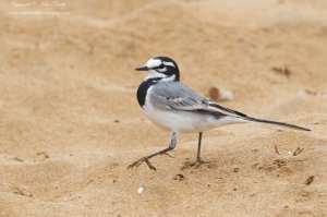 Moroccan White Wagtail