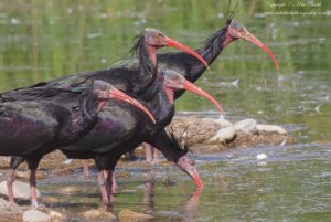 Northern Bald Ibis