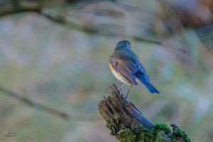 Red Flanked Bluetail