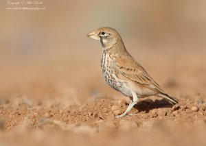 Thick-billed Lark