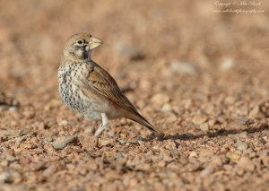 Thick-billed Lark