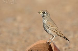 Thick-billed Lark