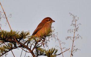 Juvenile Brown Shrike (probably)