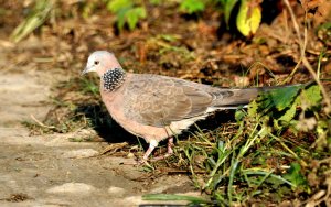 Spotted dove