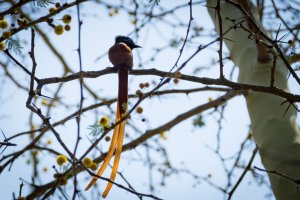 African Paradise-Flycatcher, Male