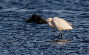 Little Egret