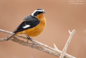 Moussier's Redstart