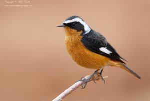 Moussier's Redstart