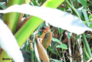 White-browed Piculet