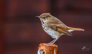 Hermit Thrush