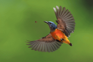 Orange-bellied Flowerpecker