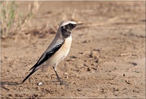 desert wheatear