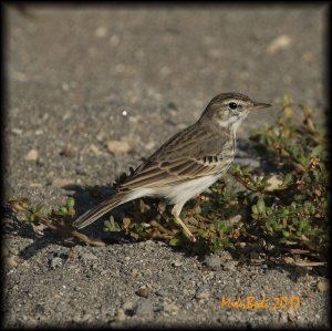 Berthelot's Pipit