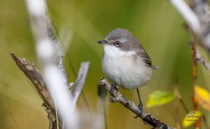 Lesser Whitethroat