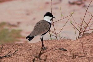 Spur Winged Lapwing