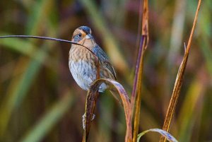 Nelson's sparrow