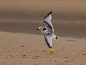 Black-legged kittiwake