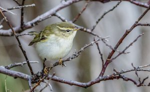 Yellow-browed Warbler