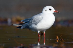 black-headed gull