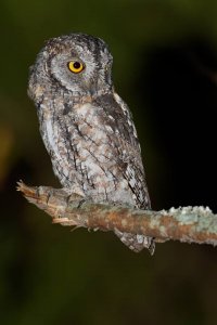 African Scops Owl