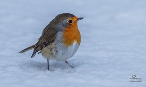 European Robin