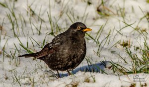 Common Blackbird