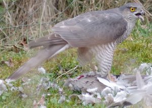 hawk with prey