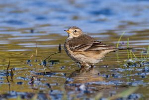 american pipit