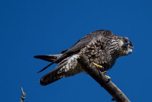 peregrine falcon